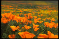 660087 Poppy Macro A4 Photo Print