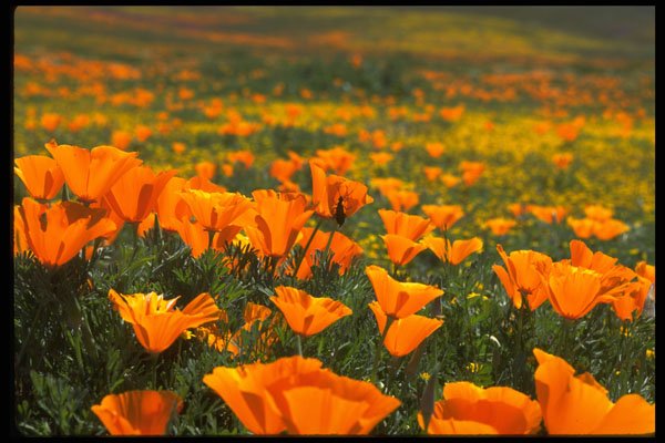 660087 Poppy Macro A4 Photo Print