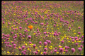 660088 Mainly Purple A4 Photo Print