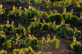 660089 Soybean Seedlings A4 Photo Print