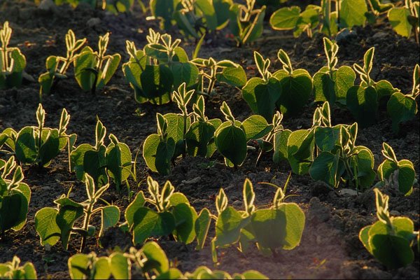 660089 Soybean Seedlings A4 Photo Print