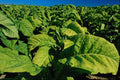 660090 Tobacco Fields, Ontario, Canada A4 Photo Print