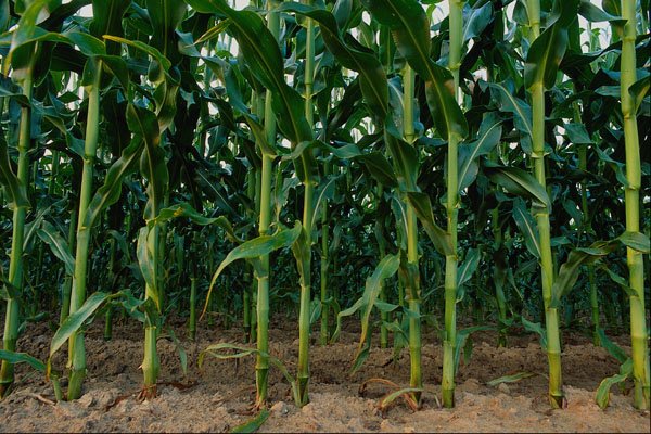 660091 Cornstalks A4 Photo Print