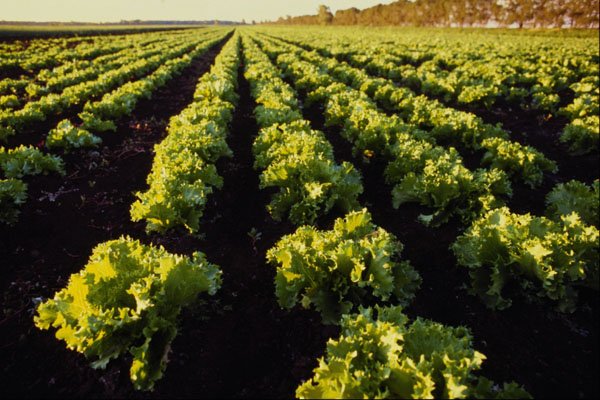 660092 Lettuce, Grand Bend, Ontario, Canada A4 Photo Print