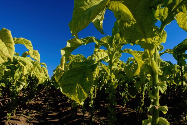 660094 Tobacco Plants A4 Photo Print