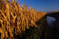 660095 Cornfield A4 Photo Print