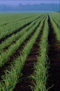 660096 Onions, Grand Bend, Ontario, Canada A4 Photo Print