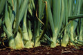 660097 Onions, Grand Bend, Ontario, Canada A4 Photo Print