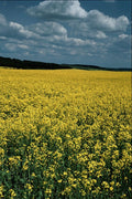 660099 Rapeseed, Wiltshire, England A4 Photo Print