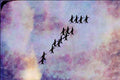 661071 12x BAe Hawk T1.a With Hawk 200 And 101 At Rear A4 Limited Edition Watercolour Print