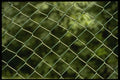 662002 Green Wire Mesh Fence A4 Photo Print