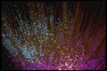 662020 Technology, Fiber optic Strands A4 Photo Print