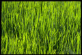 662028 Grass Blades A4 Photo Print