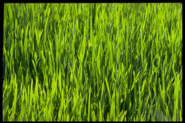 662028 Grass Blades A4 Photo Print