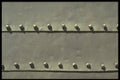 662029 Rivet Lines A4 Photo Print