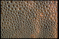 662030 Surface Tension A4 Photo Print