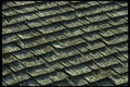 662031 Shingles A4 Photo Print