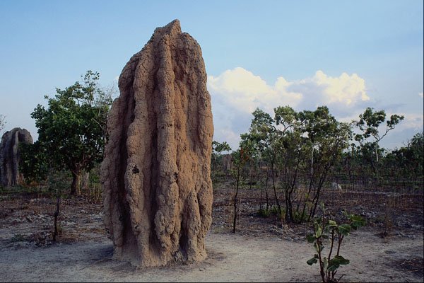 664000 Giant Termite Mound, Northern Territory, Australia A4 Photo Print