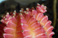 664005 Ultra Close up Of A Pink Cactus A4 Photo Print