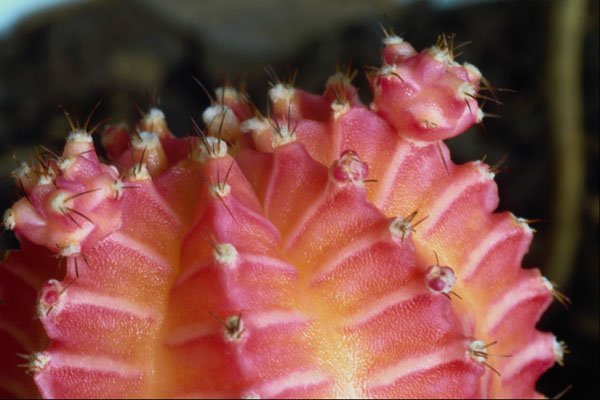 664005 Ultra Close up Of A Pink Cactus A4 Photo Print