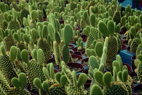 664006 Cactus, Opuntia Microdasys albispina A4 Photo Print