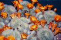 664007 Cactus Scarlet Ball A4 Photo Print