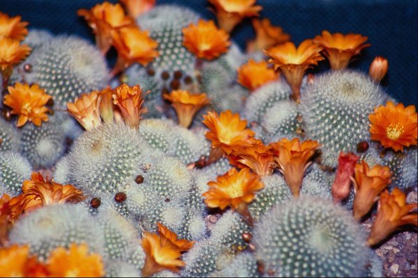 664007 Cactus Scarlet Ball A4 Photo Print