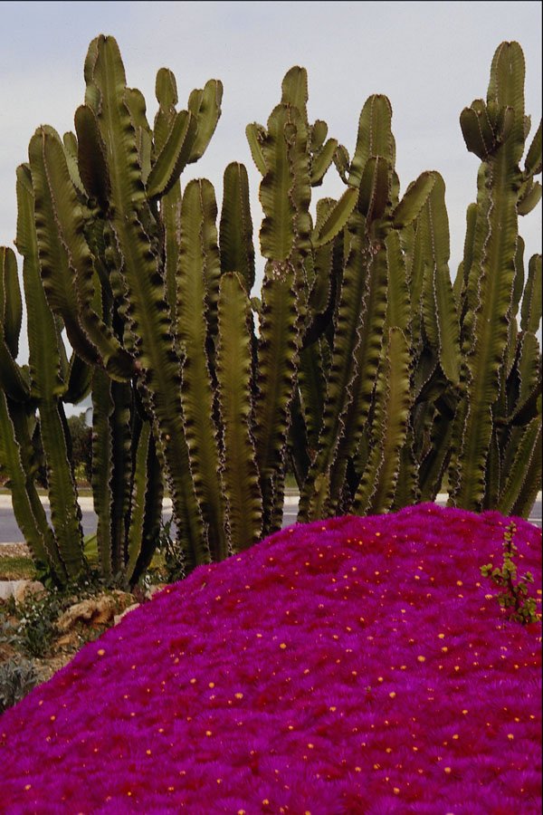 664008 Cactus And Tropical Flowers A4 Photo Print