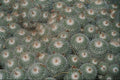 664009 Cactus At Desert Botanical Gardens, Phoenix Scottsdale, U.S.A. A4 Photo Print