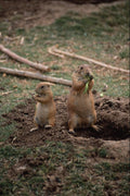 664024 Black tailed Prairie Dogs, Sonoran Desert Museum, Arizona A4 Photo Print
