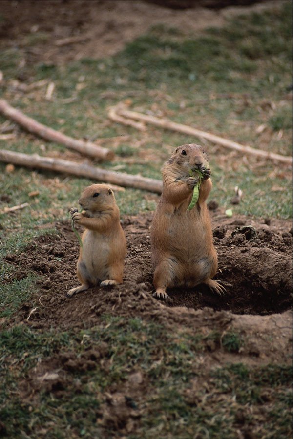 664024 Black tailed Prairie Dogs, Sonoran Desert Museum, Arizona A4 Photo Print