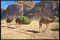 664054 Camels In The Desert Of Wadi Rum, Jordan A4 Photo Print