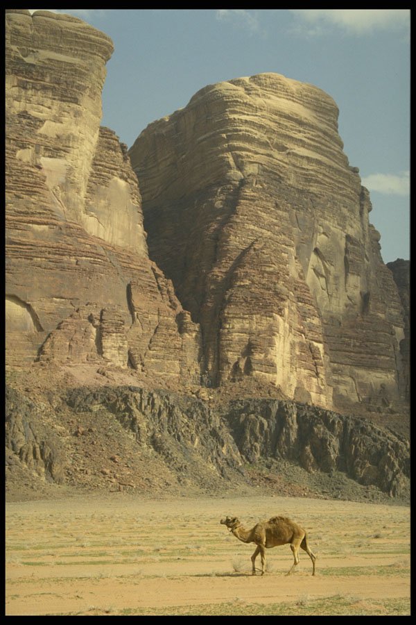 664060 A Lonely Camel, Wadi Rum Desert, Jordan A4 Photo Print