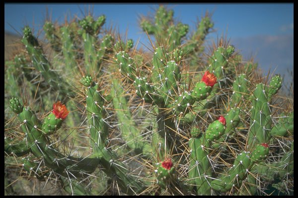 664063 Cactus Plant, Colca Canyon, Peru, South America A4 Photo Print
