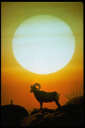 664066 Desert Bighorn Sheep At Sunset, Southwestern U.S.A. A4 Photo Print