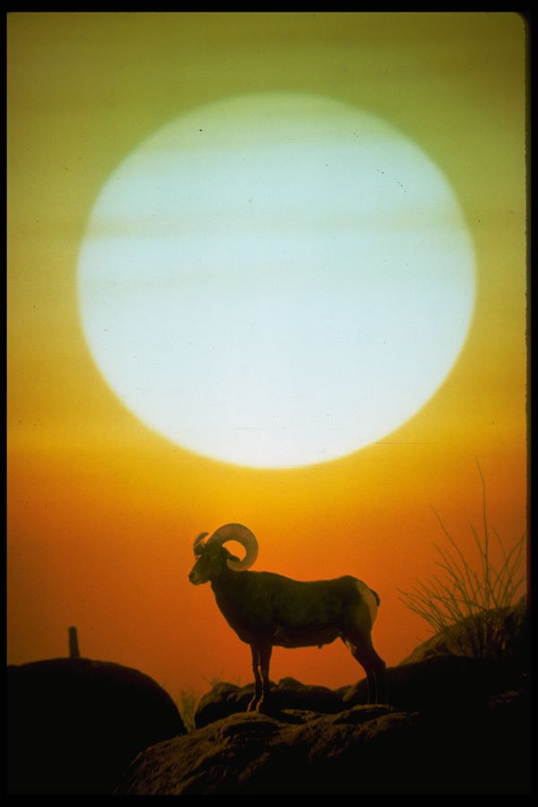 664066 Desert Bighorn Sheep At Sunset, Southwestern U.S.A. A4 Photo Print
