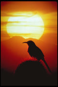664067 Curved Bill Thrasher On Saguaro, Sonoran Desert, U.S.A. A4 Photo Print