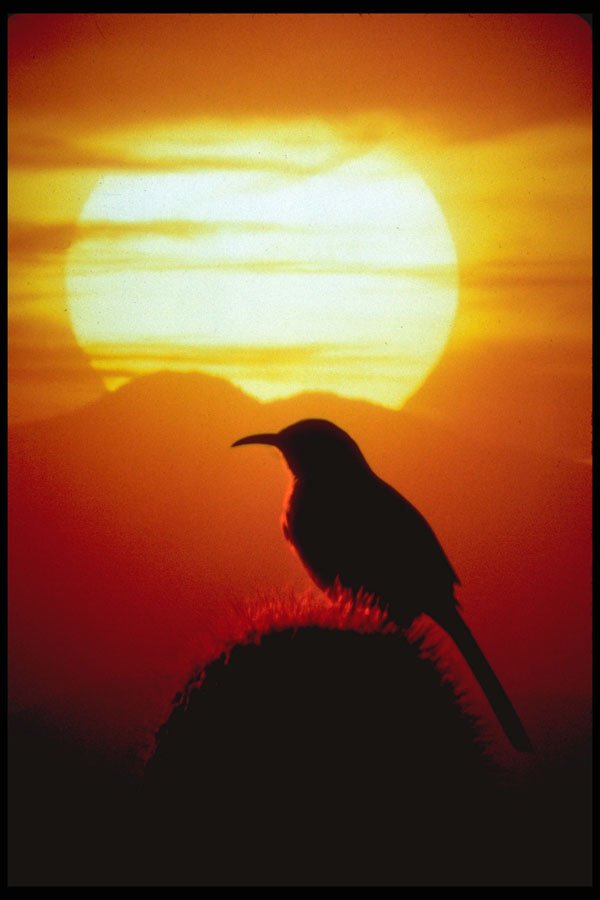 664067 Curved Bill Thrasher On Saguaro, Sonoran Desert, U.S.A. A4 Photo Print