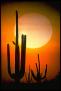 664068 Saguaro Cactus, Sonoran Desert, U.S.A. A4 Photo Print