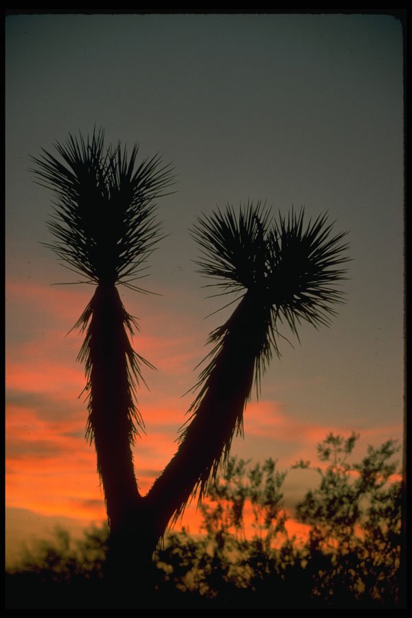 664069 Yuccas, Mohave Desert, U.S.A. A4 Photo Print