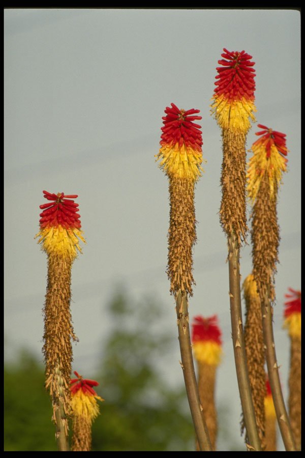 664070 Desert Bloom, Outside Phoenix, Arizona, U.S.A. A4 Photo Print