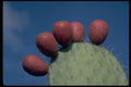 664071 Opuntia Megacantha (prickly Pear) A4 Photo Print