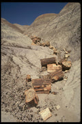 664080 Broken Logs, Petrified Forest National Park, Arizona, U.S.A. A4 Photo Print