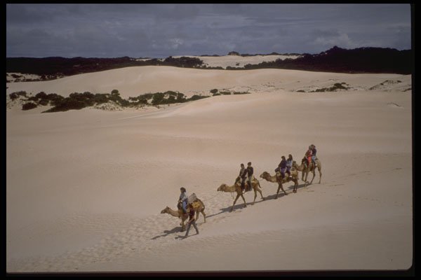 664081 Dromedaries In Australian Desert, Australia A4 Photo Print