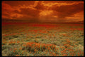 664088 Desert Sunset On A Field Of California Poppies, U.S.A. A4 Photo Print