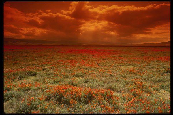 664088 Desert Sunset On A Field Of California Poppies, U.S.A. A4 Photo Print