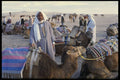 664091 Bedouins And Camels In The Desert, The Sahara, Tunisia A4 Photo Print