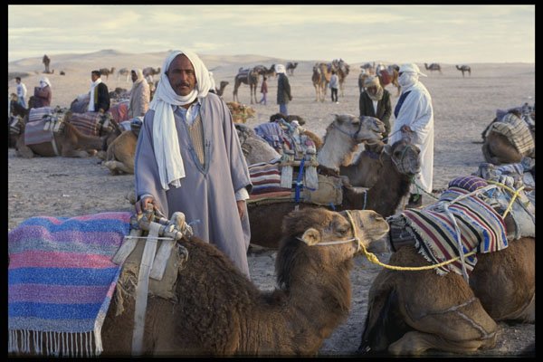 664091 Bedouins And Camels In The Desert, The Sahara, Tunisia A4 Photo Print
