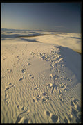 664094 Fresh Prints A4 Photo Print