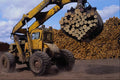667062 Logs, Sawmill Operations, Northwestern Ontario A4 Photo Print